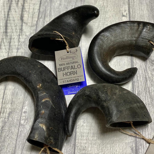 Buffalo Horn - Large Size